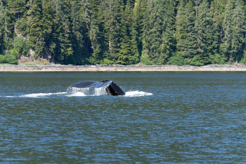 Whale watching with The Boat Company in Alaska (Photo: Marisa Maruli)