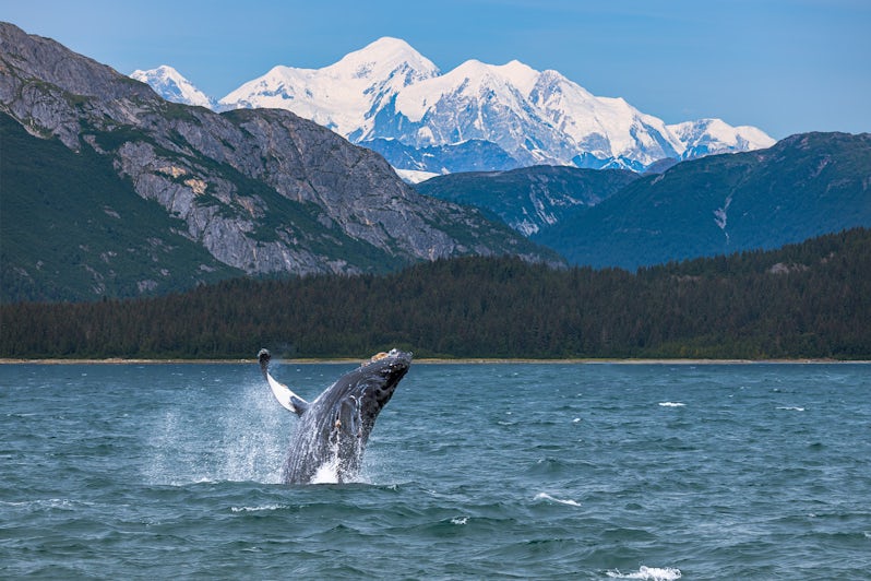 A humpback whale breaching in Alaska
