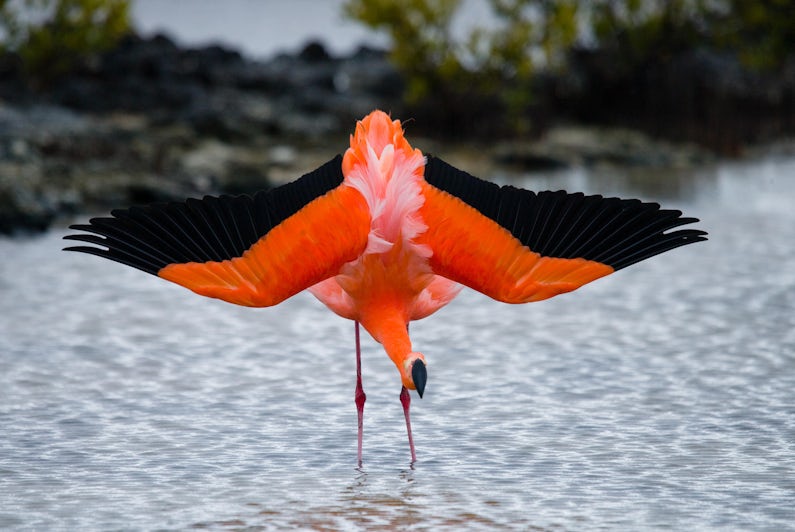 Pink flamingo standing in water with wings spread in the Galapagos Islands
