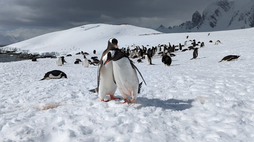 Gentoo penguins are found throughout Antarctica. (Photo: John Roberts)