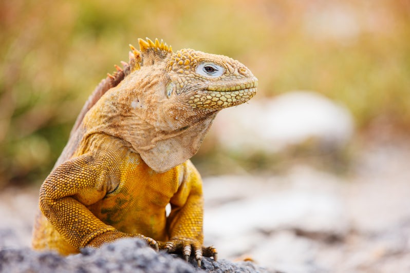 Portrait of a yellow Land iguana endemic to the Galapagos islands, Ecuador
