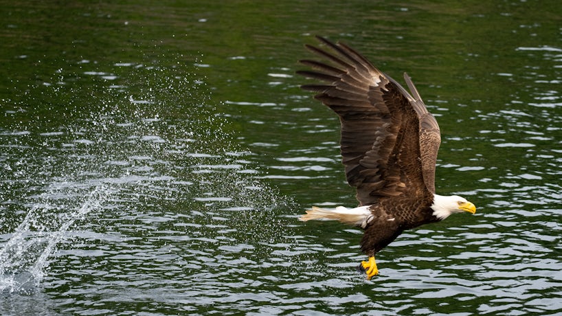 Bald eagle flying in Ketchikan