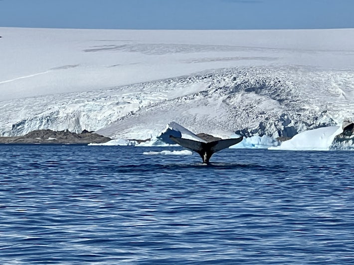 Whale tail spotted in Greenland with Scenic Eclipse II (Photo/Chris Gray Faust)