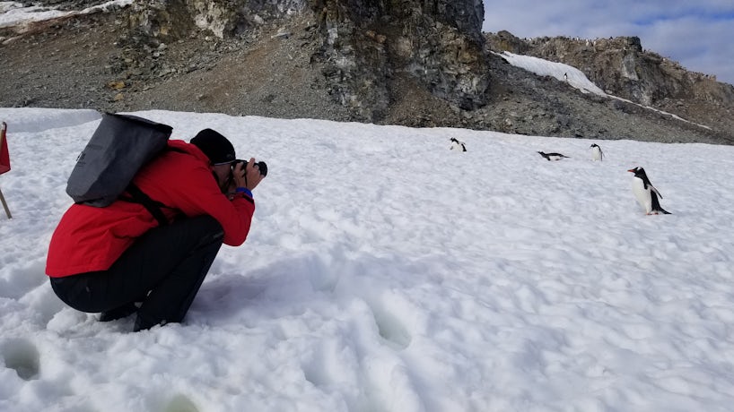 A cruise passenger stops to take photos of approaching penguins in Antarctica. (Photo: Colleen McDaniel)