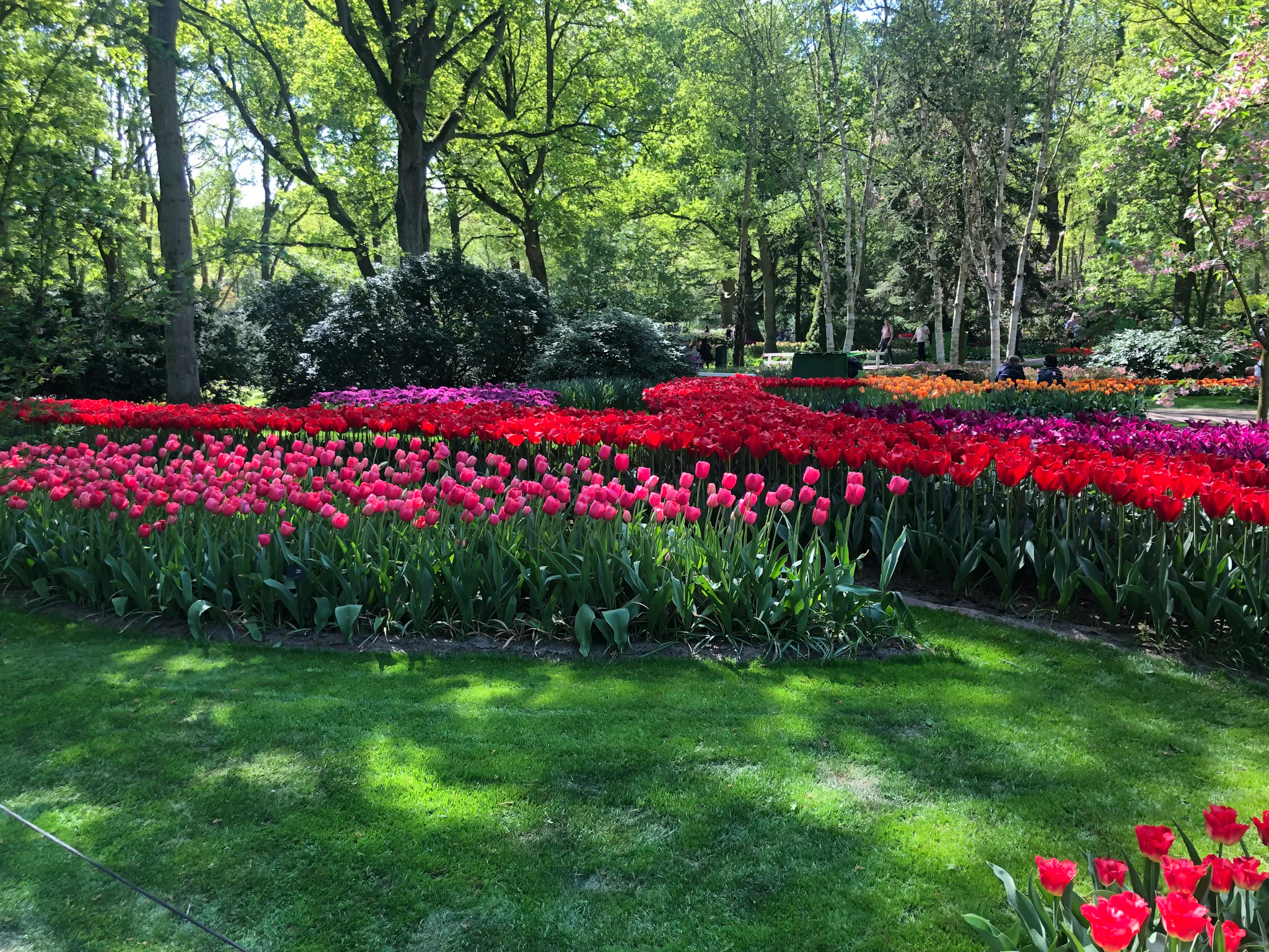 Tulip Riverside What You Need to Know for a Tulip River Cruise in Tulip Season