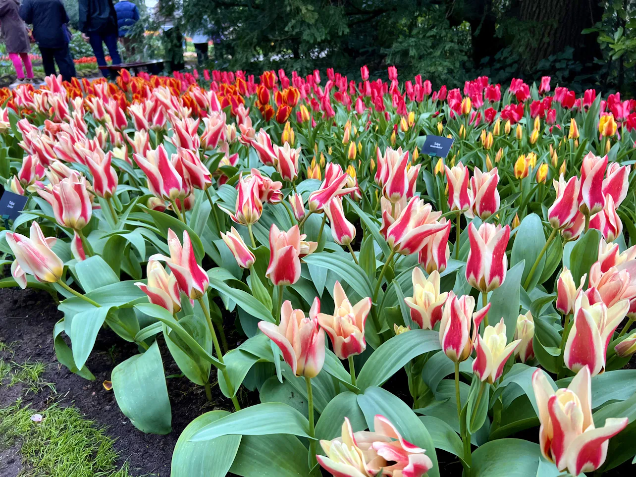 Tulip Riverside What You Need to Know for a Tulip River Cruise in Tulip Season - Cruise ...