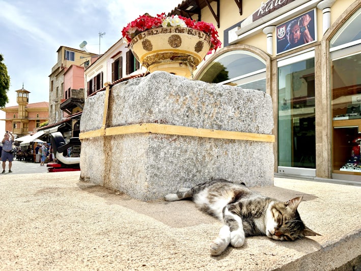 Cat lounging in the main market in Rhodes Old Town