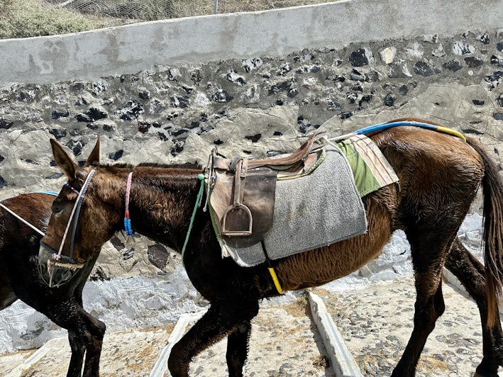 Donkeys on the footpath to Santorini's Fira