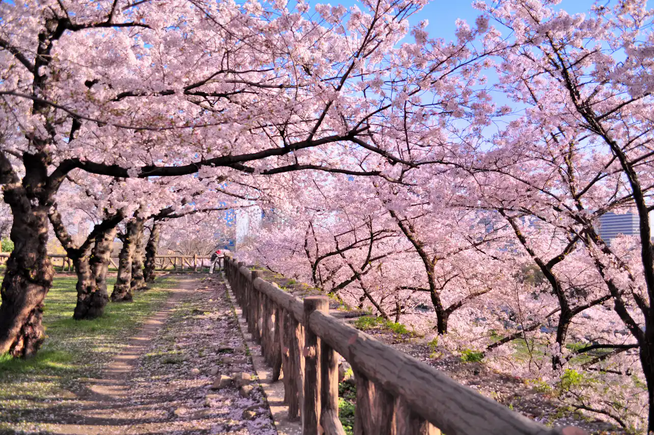 Cherry Blossoms In Japan How To See Them On A Cruise cherry-blossoms-in-japan-how-to-see-them-on-a-cruise