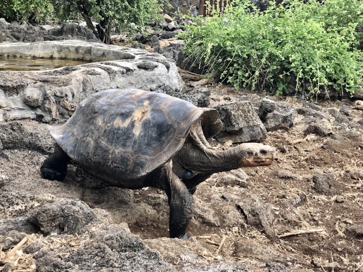 Galapagos Giant Tortoise (Photo/Chris Gray Faust)