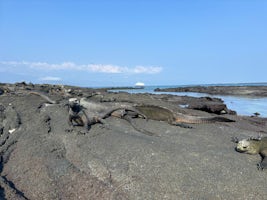 Grinning Marine Iguanas and Santa Cruz II in the Galapagos (Photo: Marilyn Borth)