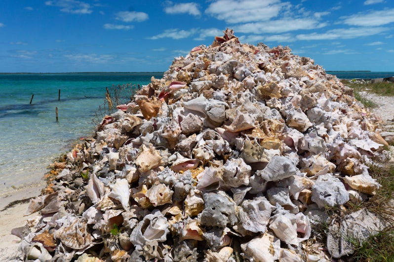 Used conch shells line the shorelines of Bimini near where they are processed (Photo: Aaron Saunders)