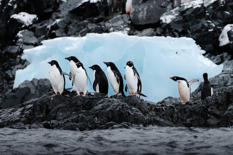 Penguins in Antarctica (Silversea)