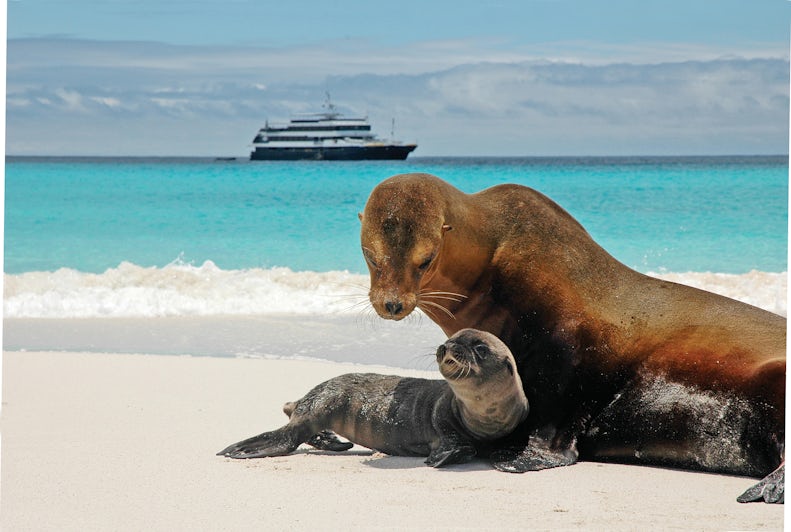 Sea lion and pup in Galapagos Islands. National Geographic Islander in background
