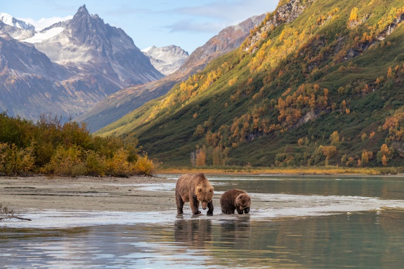 A bear and her cub in Alaska