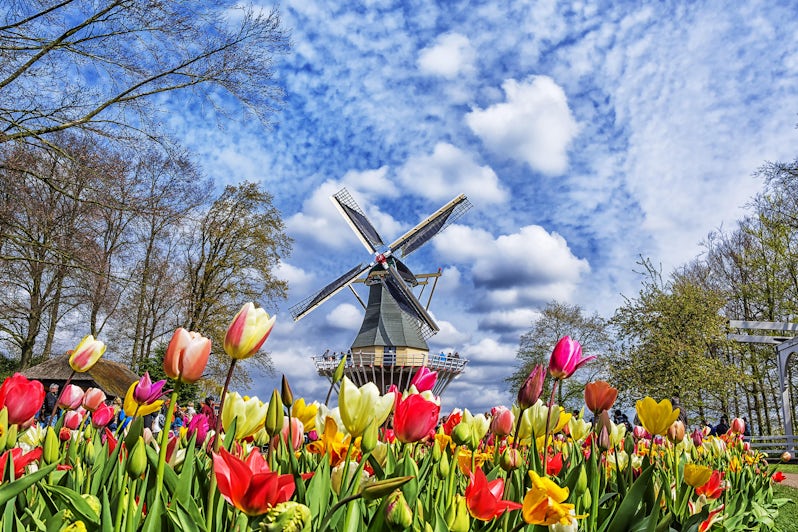 Photograph of the Dutch windmill and colorful tulips in spring garden of flowers Keukenhof, Holland, Netherlands - Photography by MarinaD_37 via Shutterstock)