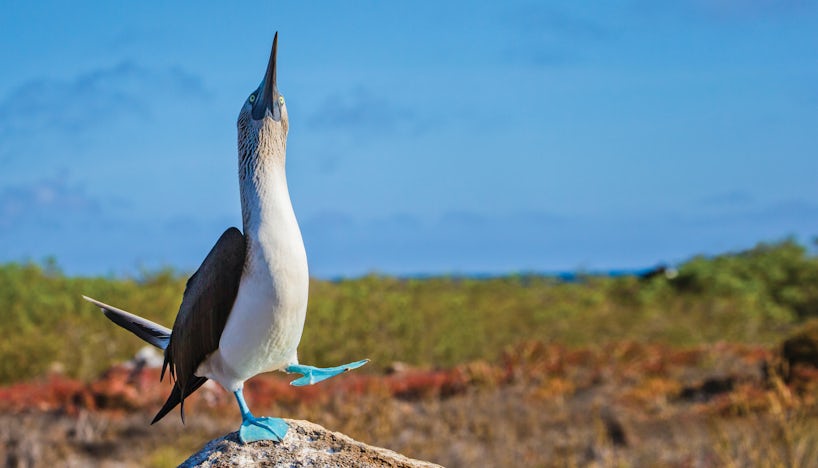 Blue-footed Booby (Sula nebouxii), North Sermour Island, Galapagos Islands National Park,