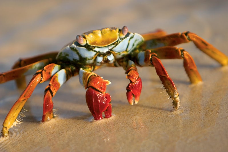 Sally Lightfoot Crab (Grapsus grapsus) - portrait in sand - Bartolomé Island