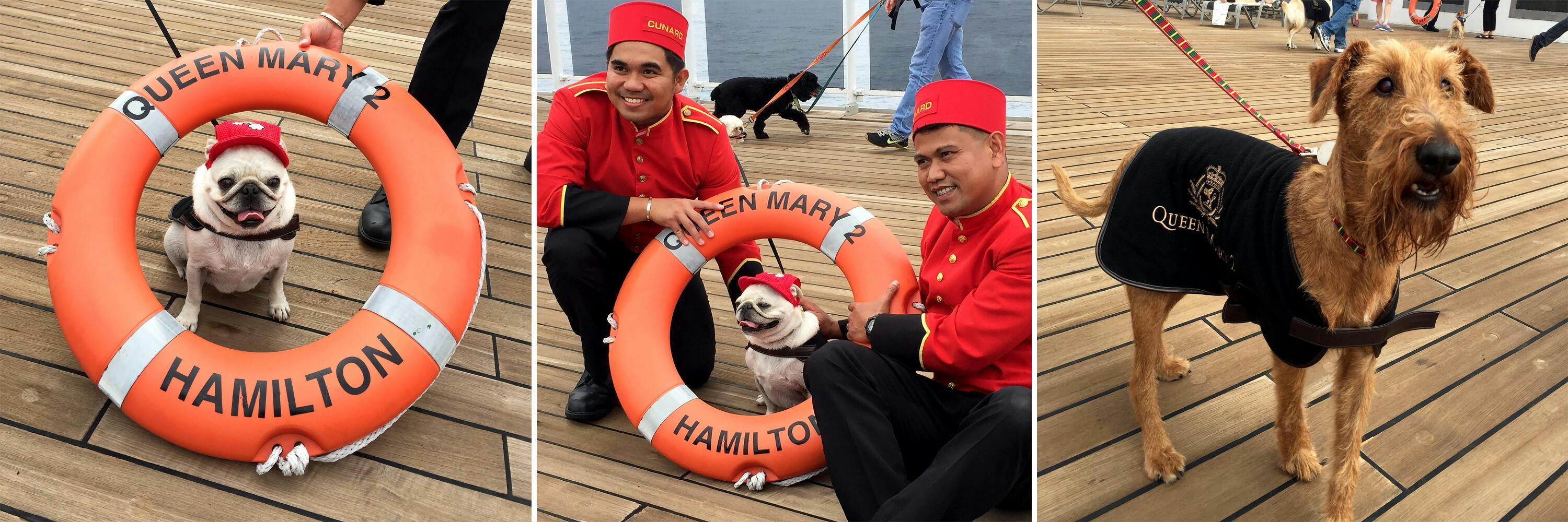 Transatlantic cruise with store dog