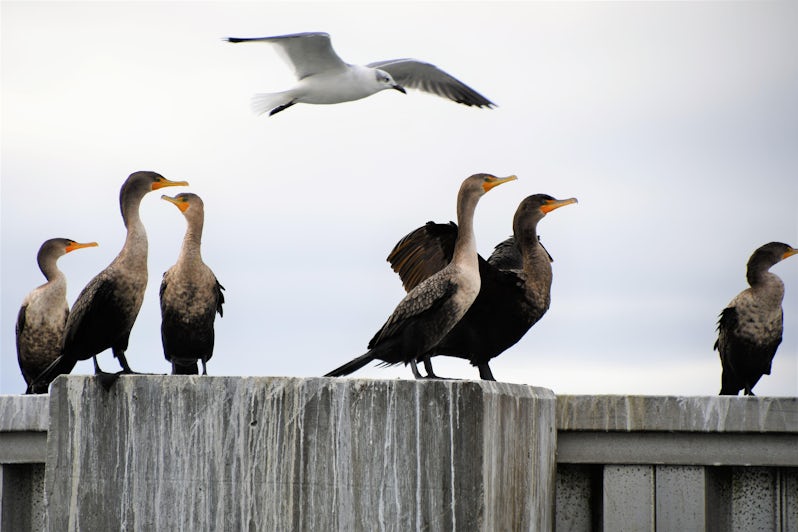 Birdlife from American Independence (Photo: Jeannine Williamson)