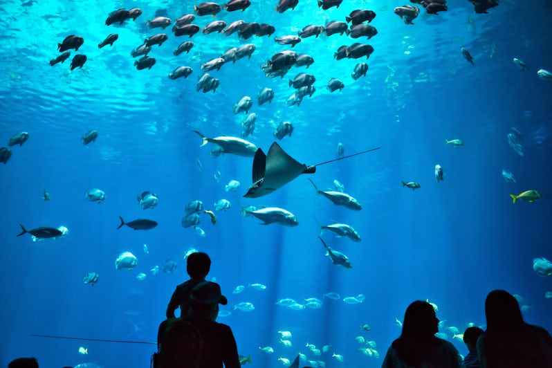 Father & Son Enjoying Aquarium (Photo: fletchjr/Shutterstock)
