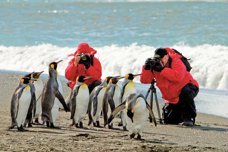 Guests Get Unique Vantage Point for Photographing King Penguins (Photo: Lindbland Expeditions)