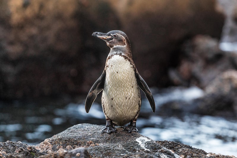 Portrait of a Galapagos Penguin on Galapagos Islands standing on land