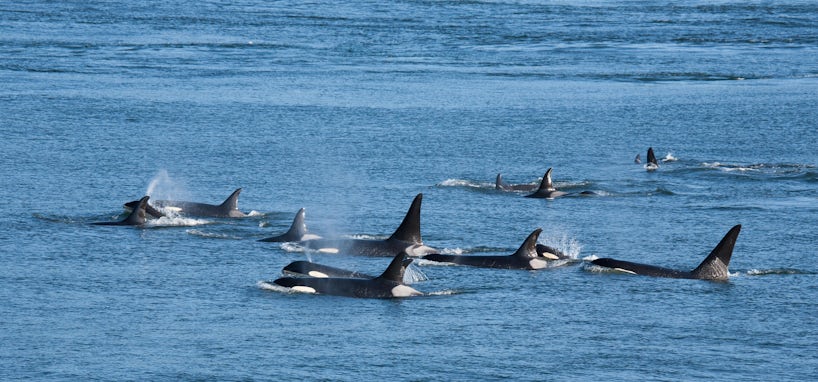 Resident Orcas in British Columbia, Canada (Photo: Karoline Cullen/Shutterstock)