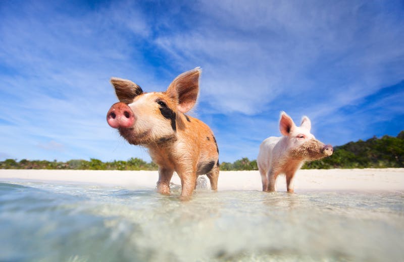 Swimming with Pigs in the Bahamas What to Expect