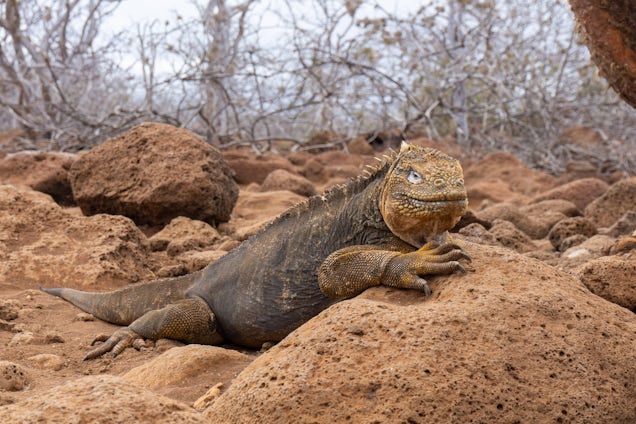 Wildlife in the Galapagos (Photo: Aaron Saunders)