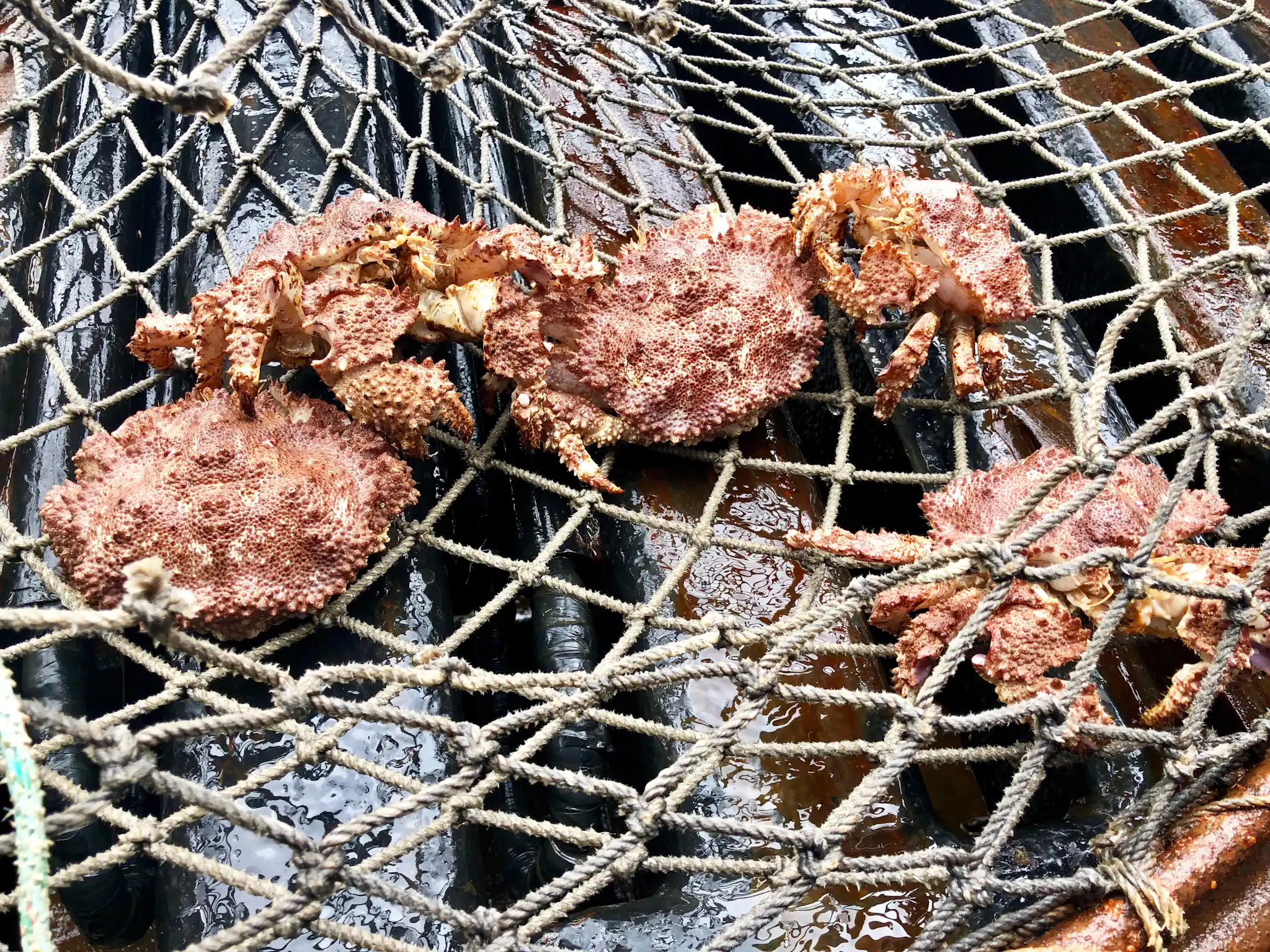 Bering Sea Crab Fishermen's Tour in Ketchikan