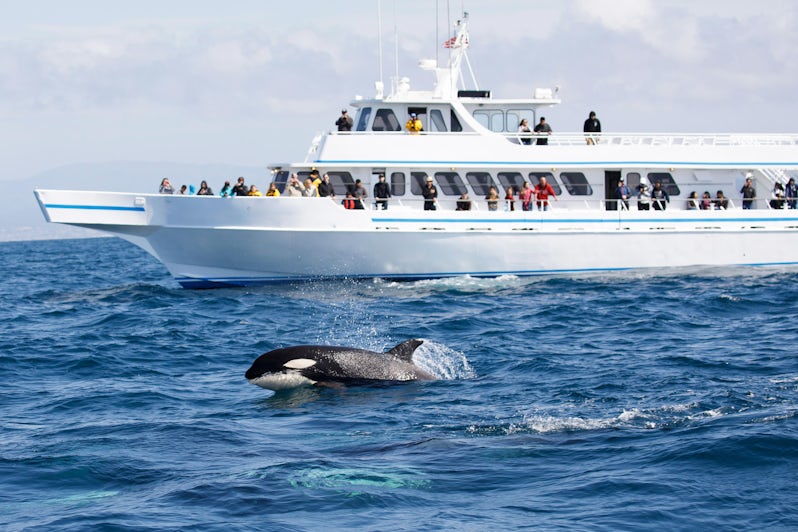 whale watching cruise hawaii