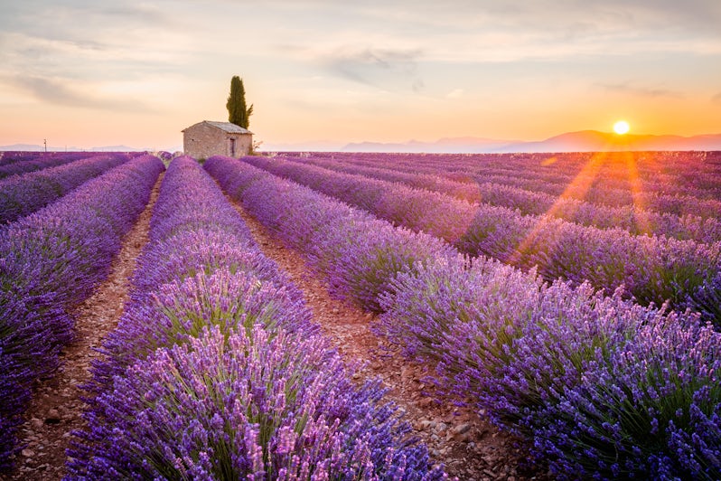 Provence, Lavender field at sunset (Photo: iacomino FRiMAGES/Shutterstock)