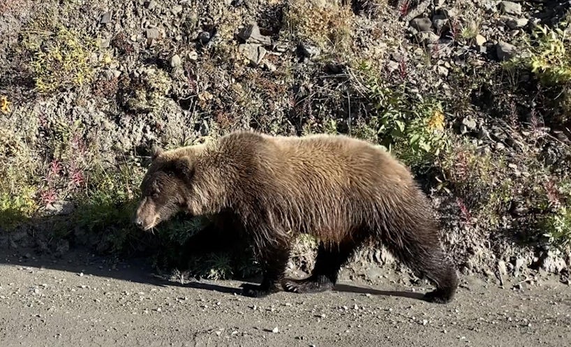 Bear in Denali National Park, Alaska (Photo/Tim Johnson)