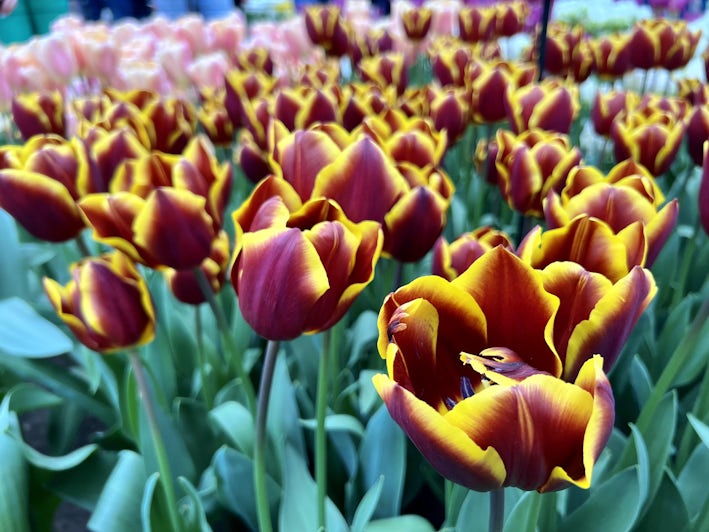 Dutch tulips in bloom in Keukenhof Gardens (Photo: Jorge Oliver)