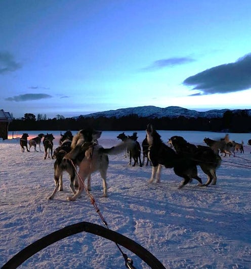 Husky Dogs in Norway. Photo: Harriet Baskas