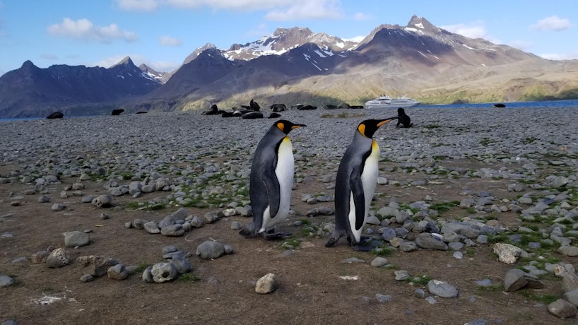 Two penguins walking in Antarctica with cruise ship in the bakground