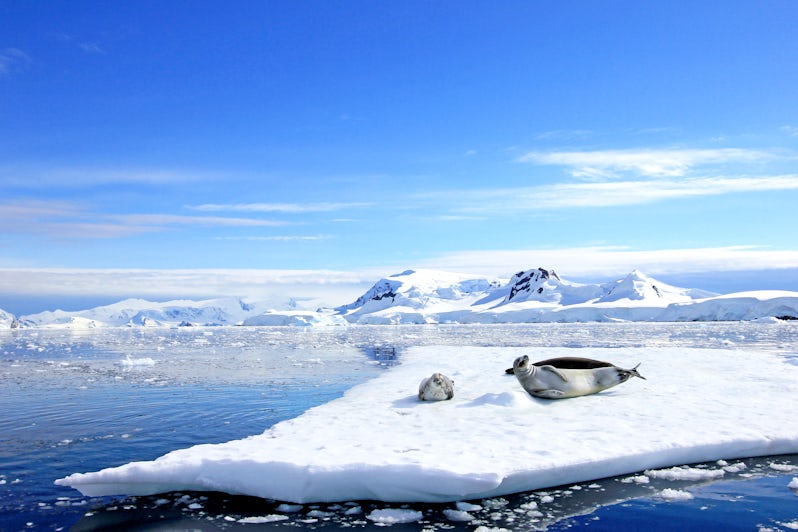 Crabeater Seals on Ice Floe, Antarctic Peninsula, Antarctica (Photo: reisegraf.ch/Shutterstock)