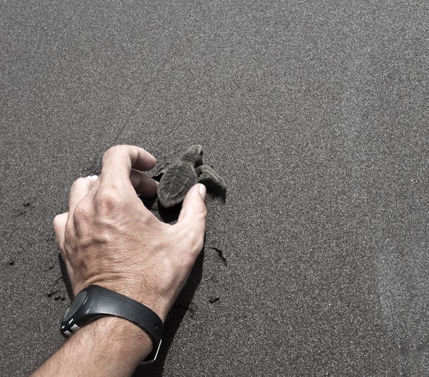 Photograph of an adult male hand releasing a baby turtle into the wild - Photography by Javier Garcia via Shutterstock