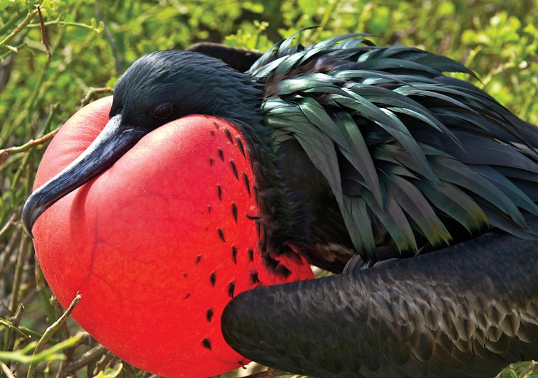 Close-up shot of a Frigatebird in the Galapagos