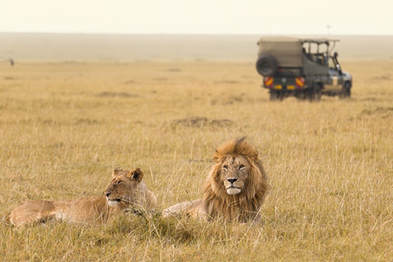 African Lions in Kenya