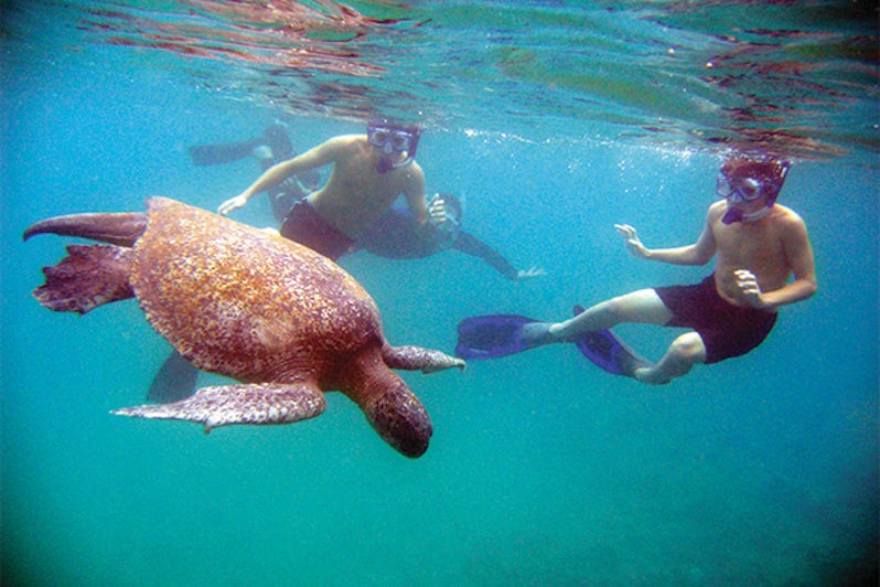 Cruise passengers swimming with a sea turtle