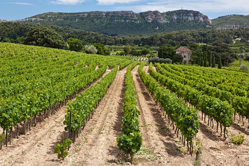 Vineyards near Cassis