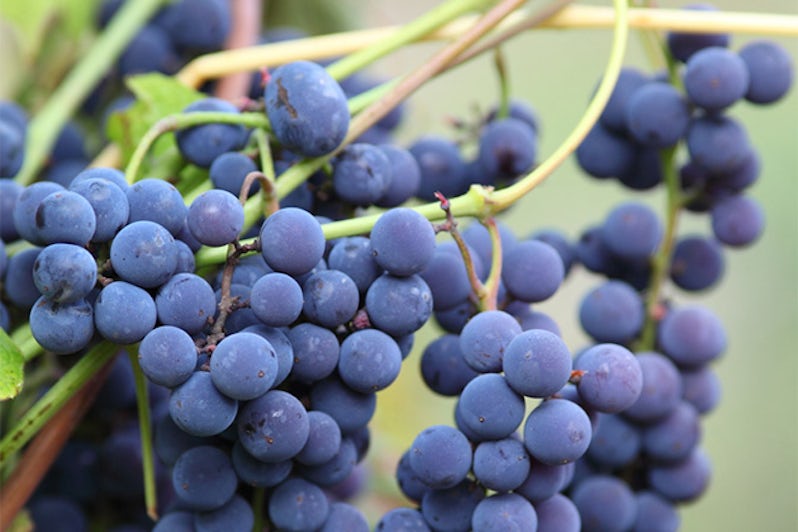 Close up of Mourvedre grapes
