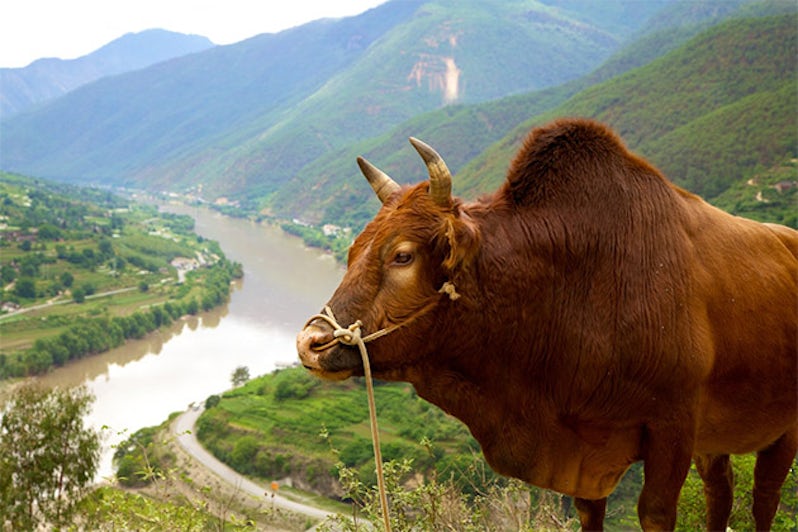Chinese Bull Grazing HIgh Above the Yangtze River