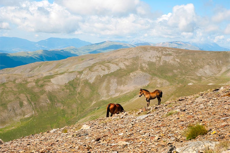 Horses in the lush green Pyrenees mountains in Spain