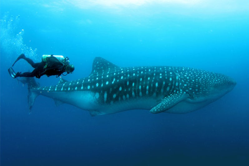 Man swimming with whale shark