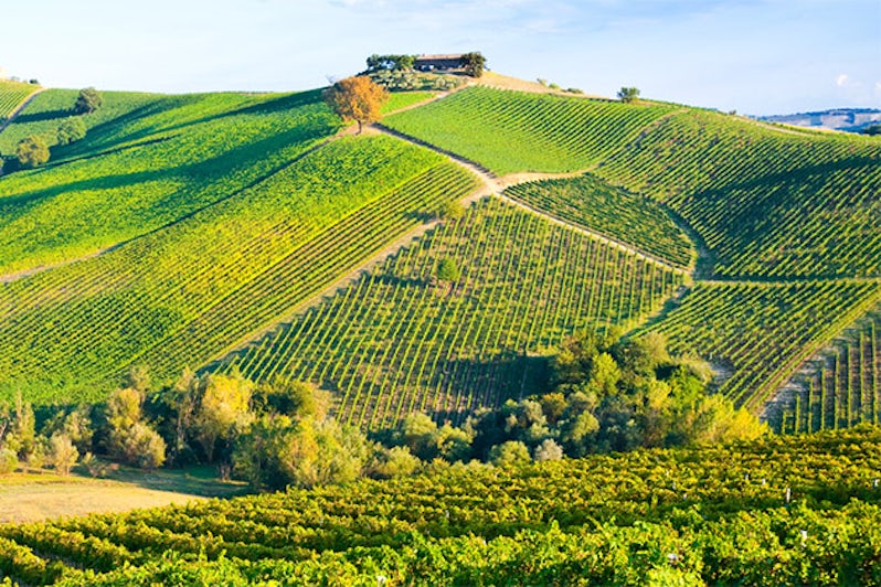 Vineyard on hills