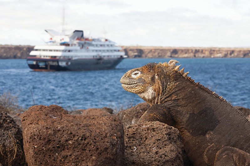 Close-up of a Galapagos Islands iguana, with a cruise ship in the distance