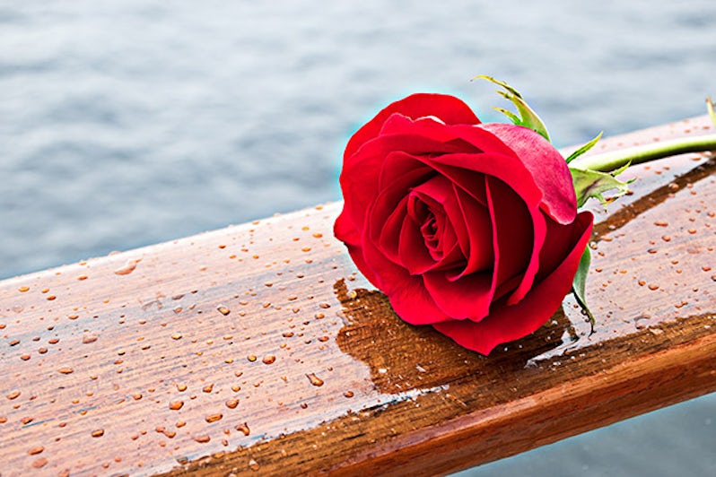 Romantic Red Rose. Passion rose flower on railing of cruise ship. Ocean in background